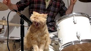 Cats & dogs singing with their owners - Funny and cute animal compilation Cats & dogs singing with their owners - Funny and cute animal compilation