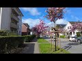 4k walk in elmshorn germany 🇩🇪 2024 beautiful cherry blossom outside ugly city center