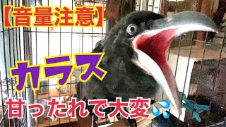 【音量注意】甘える子カラス☆給餌は大騒ぎｗ裏返る声がかわいい♪BGMキジバト2020/7/6(保護カラス)