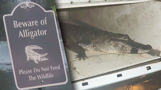 Woman Recounts Neighbor Being Attacked by Alligator