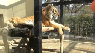 トラとジャガーが遊んでる京都市動物園20160127No1