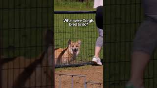 Have You Ever Seen Corgis HERDING??! You'll Be Surprised! #shorts #herding