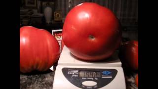 Wielki pomidor 1,5 kg ! giant tomate.ponderosa pink