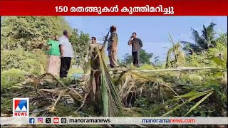 150 തെങ്ങുകളും 250 വാഴകളും നശിപ്പിച്ചു; കാട്ടാനശല്യത്തില്‍ വലഞ്ഞ് മയിലാട്ടുംപാറ |Thrissur