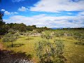 Olive Grove in Dalmatia (Šolta) for sale / Maslinik u Dalmaciji (Šolta) na prodaju