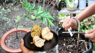 Get lots of fruit on custard apple tree | सीताफल के पौधे से जल्दी और अच्छे फल ऐसे लें