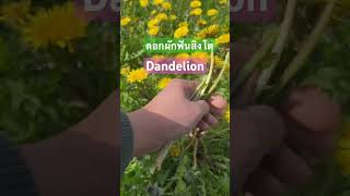 Dandelion ดอกผักฟันสิงโต