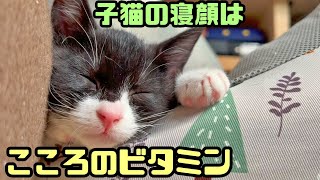 遊び疲れて 無防備に眠る子猫たち　見るたびに癒される【保護猫】