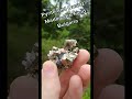 pyrite and quartz from bulgaria 😍 crystals gems nature minerals