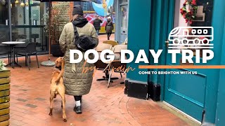 Dog day trip to Brighton! Come along with us on our exposure training trip