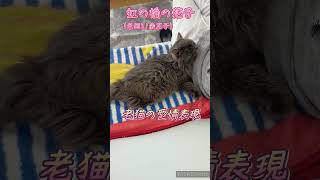 【虹の橋の花子】花子21歳。もう虹の橋を渡り動画で想いだす。 #ねこ #猫 #老猫 #老猫介護 #老猫花子 #高齢猫 #シニア猫 #シニア #虹の橋 #愛情表現 #愛情 #スキンシップ