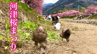 【満開】河津桜まつりに行ってきたwithチキンチャンネルの鶏