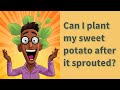 Can I plant my sweet potato after it sprouted?