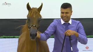 N6 BASMAH AL RAHBA - Al Shiraa Int. Arabian Horse Show 2020 - Yearling Fillies (Class 1A)