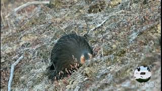 Blood pheasant Кровавый фазан