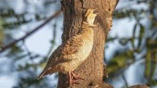 Dakhni teetar awaz teetar ki boli | irani teetar ki awaz teetar sound Tetar awaz