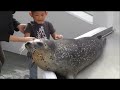 ゴマフアザラシにタッチ　神戸須磨海浜水族園