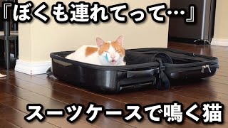 【甘えんぼ猫】飼い主がしばらく留守にします…さみしいけど頑張る甘えんぼがコチラ