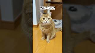 かまってアピールが強烈な猫 #shorts