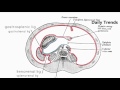 మానవ శరీరం లో మరో కొత్త అవయవం... mesentery new organ discovered inside human body