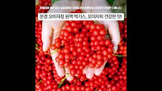 🍇경북세일페스타🍇 경북문경 이철우- 문경 오미자청 원액 엑기스