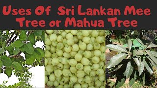 Uses Of  Sri Lankan Mee Tree or Mahua Tree