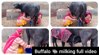 new buffalo 🐃 milking full video|| #youtubeshorts #viral #buffalo #milk #milking|@pinkymohitbishnoi