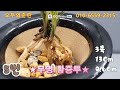 02.21 2차분 무명 홍화 핑크 복륜복색 서반사피 무명황중투 2분