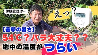 高温５４℃？バラ大丈夫？地中の温度がつらい休眠管理