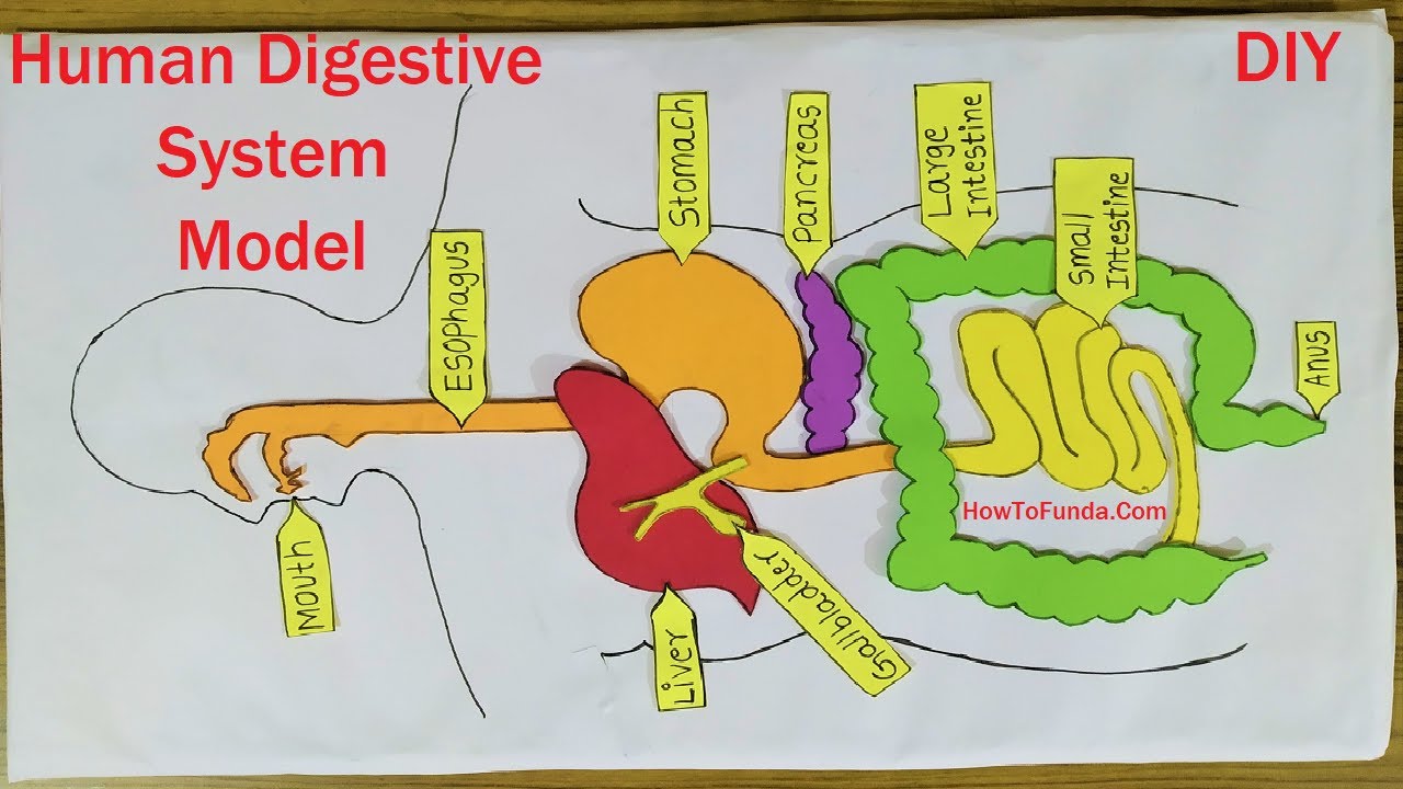 Human Digestive System Model Making Using Cardboard | Science Fair ...