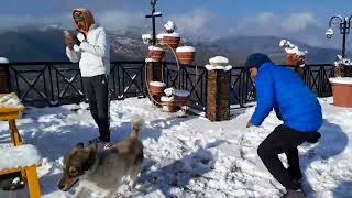 Mukteshwar ( nainital ) मे पुरे दो साल बाद हुई भारी बर्फबारी🥶🌧 😱😍👌 #nainital #snowfall