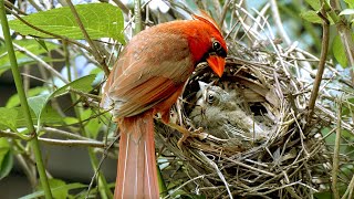 Northern Cardinals: A failed nesting