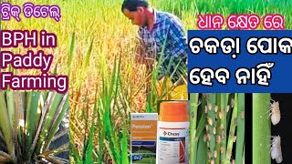 ଚକଡା଼ ମାଟିଆ ଗୁଣ୍ଡି ସଵୁ ଖତମ୍//chakada poka//BPH in paddy cultivation//matia gundhi