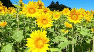 松島・根廻地区・秋咲きのひまわり畑が見頃 2022  - Autumn-blooming sunflowers are in full bloom -