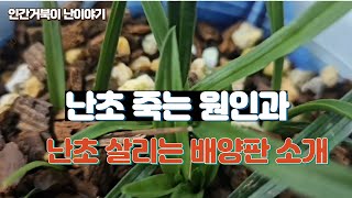 난초가 죽는 원인과 난초를 살리는 배양판 소개