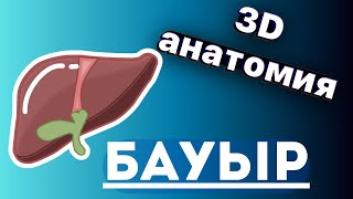 Бауыр анатомиясы құрылысы қызметі/Печень человека анатомия #бауыр #печень #liver #anatomy #анатомия