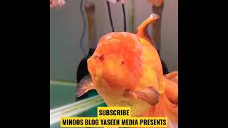 എന്റെ 7000 രൂപ യുടെ Fancy Goldfish #shorts #goldfish