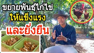 วิธีขยายพันธุ์ไก่ไข่ ให้แข็งแรง และยั่งยืน : SMILE FARM