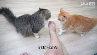 猫为什么总舔你？舔不同部位代表的不同含义你中招几个   Why does the cat keep licking you? The different meanings of different p