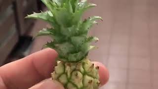 حبة أناناس صغيرة 🍍