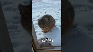 ジッとして寒さを耐えるおっとり大人しい野良猫トラちゃん#Shorts