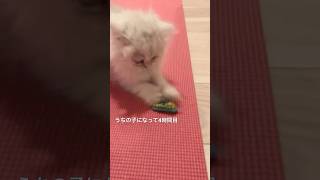 生後2ヶ月の子猫♡お迎え当日　#子猫#cat #cats #kitten #kitty #ねこ #猫動画 #猫 #動物 #animals #thriller