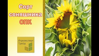 Соняшник СПК 🌻, опис сорта 🌻 - насіння в Україні