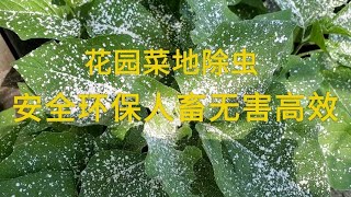 花园菜地除虫， 介绍一种安全环保人畜无害的高效除虫剂, 可以除掉几乎所有害虫 － 硅藻土 Diatomaceous earth