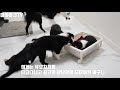 보더콜리 우리는 이러고 놀아요 1 border collie family