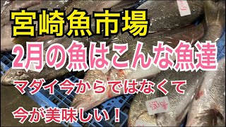 宮崎魚市場 2月の魚はこんな魚達編 vol.304