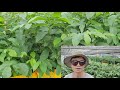 포포나무묘목 재배 식재 특징 병충해 분양 pawpaw tree nursery