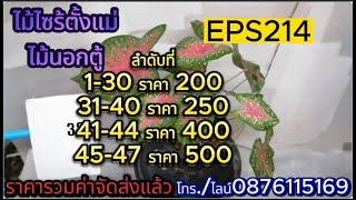 EPS214 ไม้นอกตู้ไซร้ตั้งแม่ ราคารวมส่งแบบตะกร้า อัญญาบอนสี อ.ชุมแพ จ. ขอนแก่น โทร./ไลน์ 0876115169