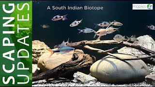 How to set up a biotope aquarium| Indian Biotope Aquarium| Indian Aquarium Fish| Biotope