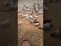 Adorable pigeon